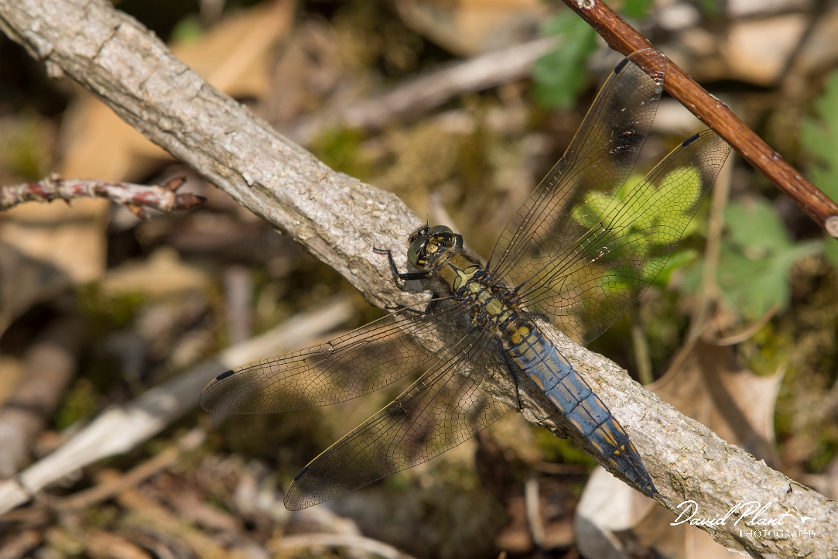 David Plant Photography - Wildlife Photography - Blue-tailed skimmer - C.jpg - Black-tailed skimmer - Norfolk