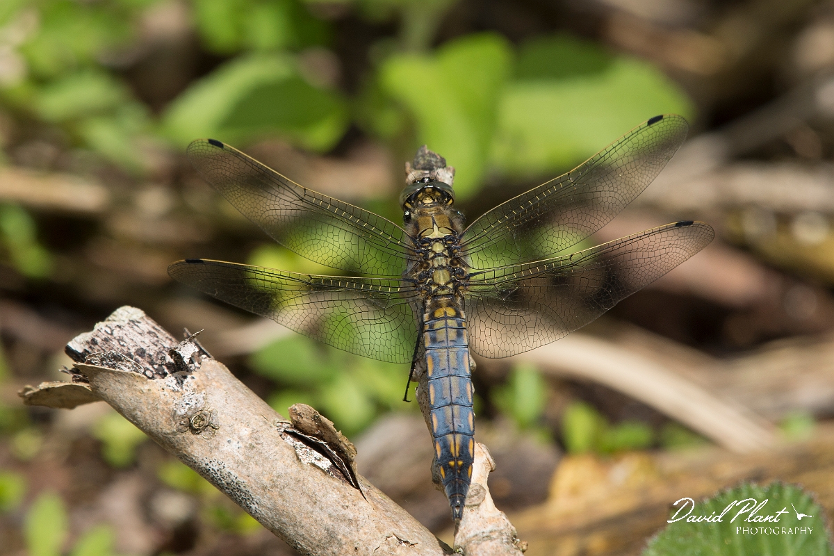 David Plant Photography - Wildlife Photography - Blue-tailed skimmer - D.jpg - Black-tailed skimmer - Norfolk