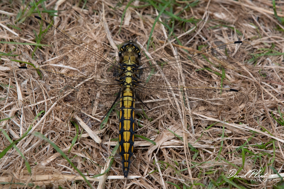 David Plant Photography - Wildlife Photography - Blue-tailed skimmer - F.jpg - Black-tailed skimmer, immature male - Bedfordshire