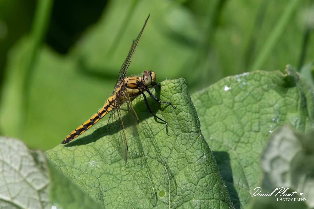 David Plant Photography - Wildlife Photography - Blue-tailed skimmer - G.jpg - Black-tailed skimmer, immature male - Bedfordshire