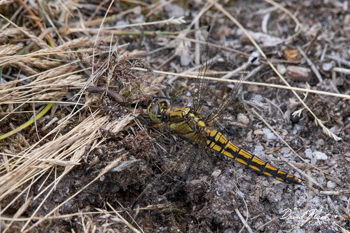 David Plant Photography - Wildlife Photography - Blue-tailed skimmer - H.jpg - Black-tailed skimmer, female - Dorset