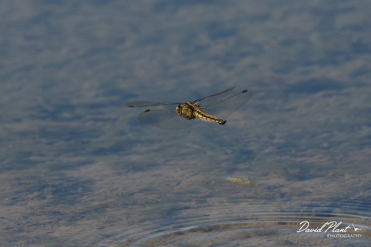 David Plant Photography - Wildlife Photography - Blue-tailed skimmer - I.jpg - Black-tailed skimmer, Orthetrum cancellatum - Dorset
