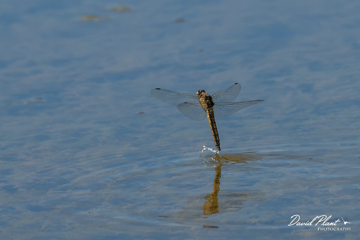 David Plant Photography - Wildlife Photography - Blue-tailed skimmer - K.jpg - Black-tailed skimmer, Orthetrum cancellatum - Dorset