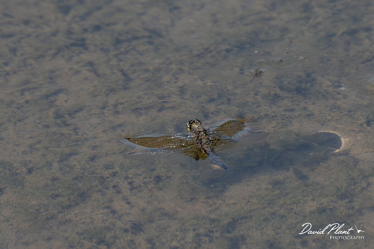 David Plant Photography - Wildlife Photography - Blue-tailed skimmer - O.jpg - Black-tailed skimmer, Orthetrum cancellatum - Dorset