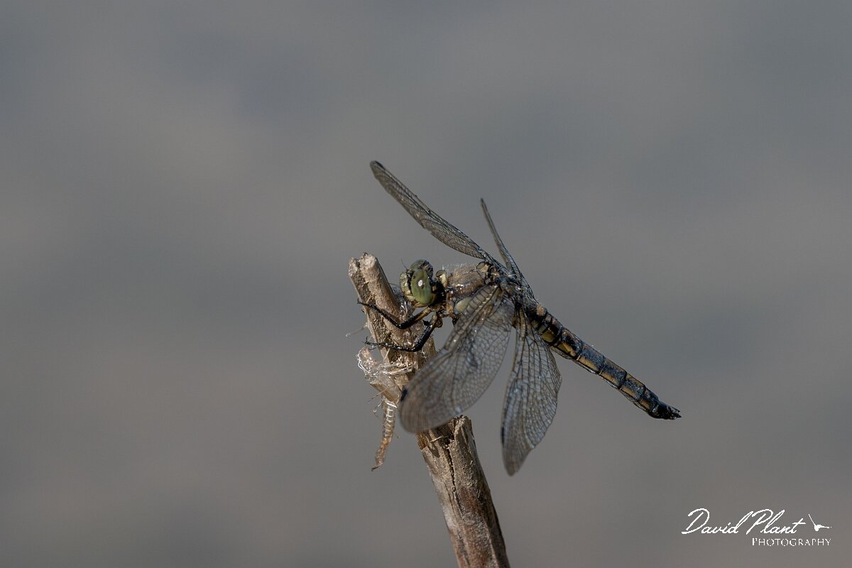 David Plant Photography - Wildlife Photography - Blue-tailed skimmer - P.jpg - Black-tailed skimmer, Orthetrum cancellatum - Dorset