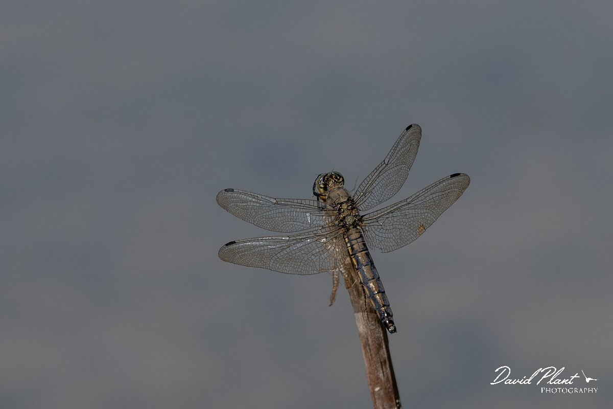 David Plant Photography - Wildlife Photography - Blue-tailed skimmer - Q.jpg - Black-tailed skimmer, Orthetrum cancellatum - Dorset