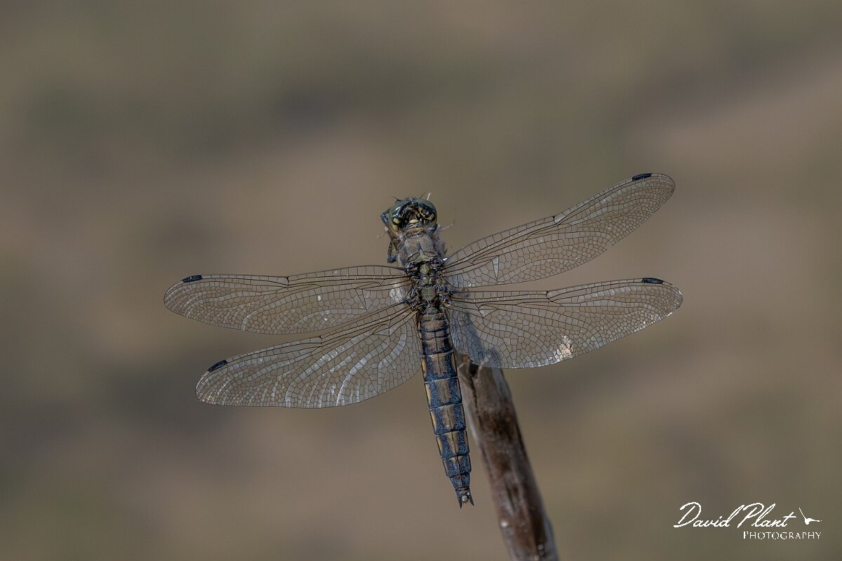 David Plant Photography - Wildlife Photography - Blue-tailed skimmer - R.jpg - Black-tailed skimmer, Orthetrum cancellatum - Dorset
