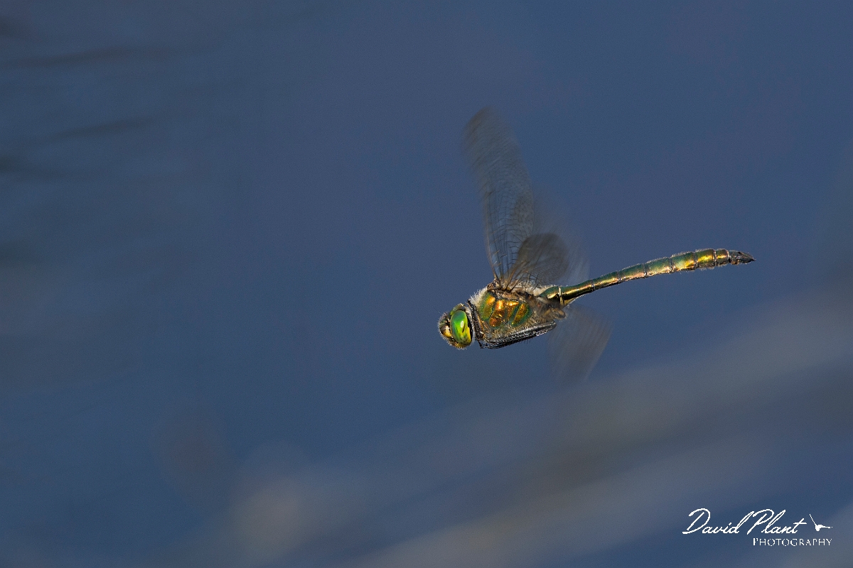 David Plant Photography - Wildlife Photography - Brilliant emerald - D.jpg - Brilliant emerald - Surrey