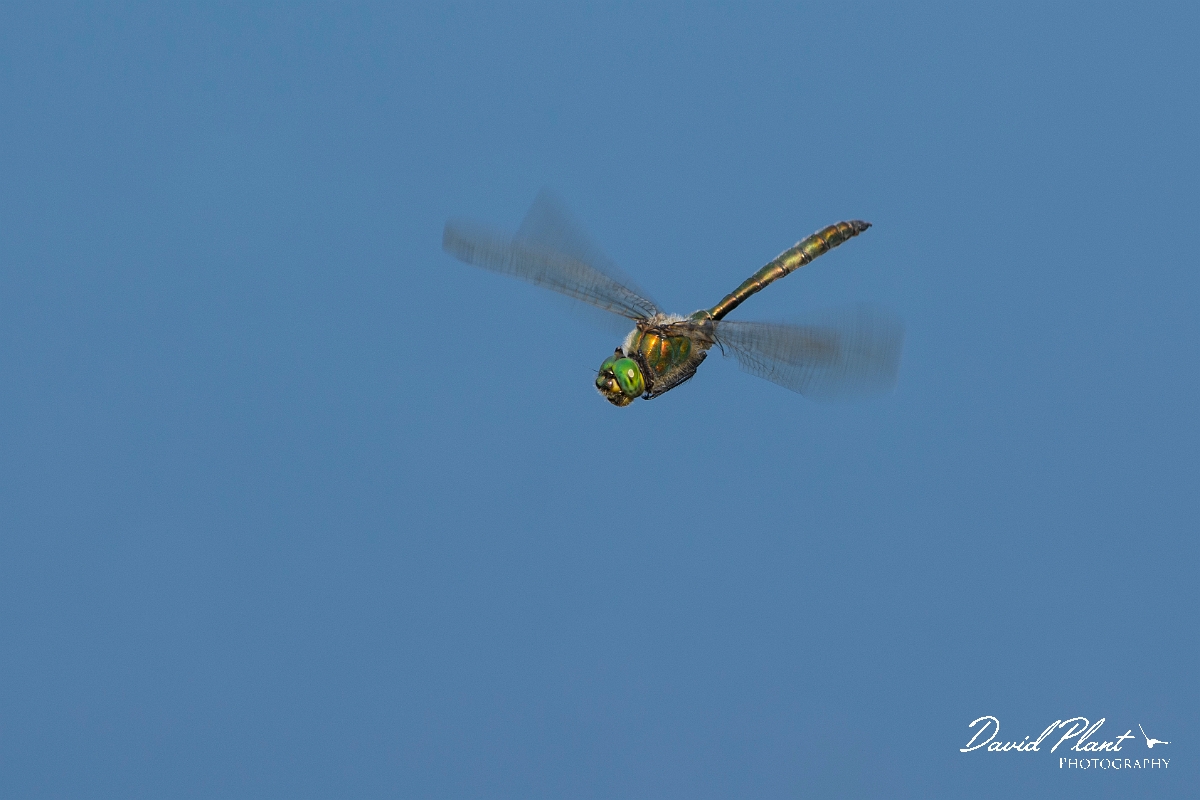 David Plant Photography - Wildlife Photography - Brilliant emerald - E.jpg - Brilliant emerald - Surrey