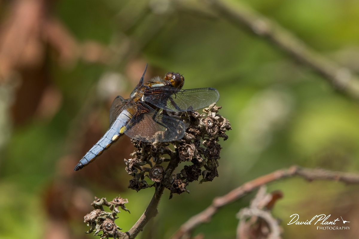 David Plant Photography - Wildlife Photography - Broad-bodied chaser - A.jpg - Broad-bodied chaser - Anglesey