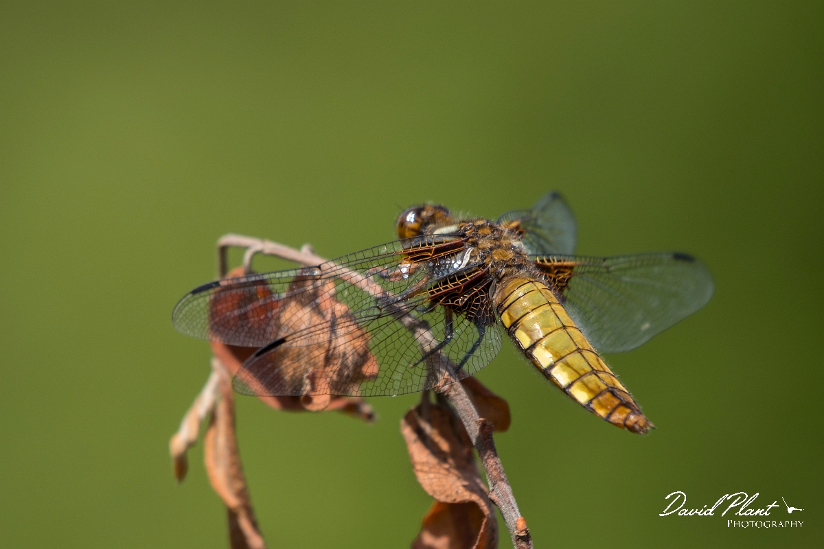 David Plant Photography - Wildlife Photography - Broad-bodied chaser - B.jpg - Broad-bodied chaser - Anglesey