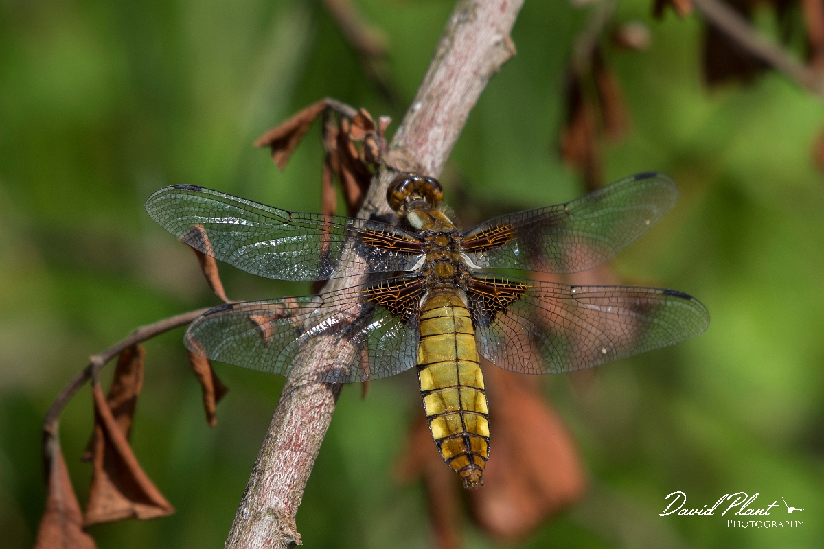 David Plant Photography - Wildlife Photography - Broad-bodied chaser - C.jpg - Broad-bodied chaser - Anglesey