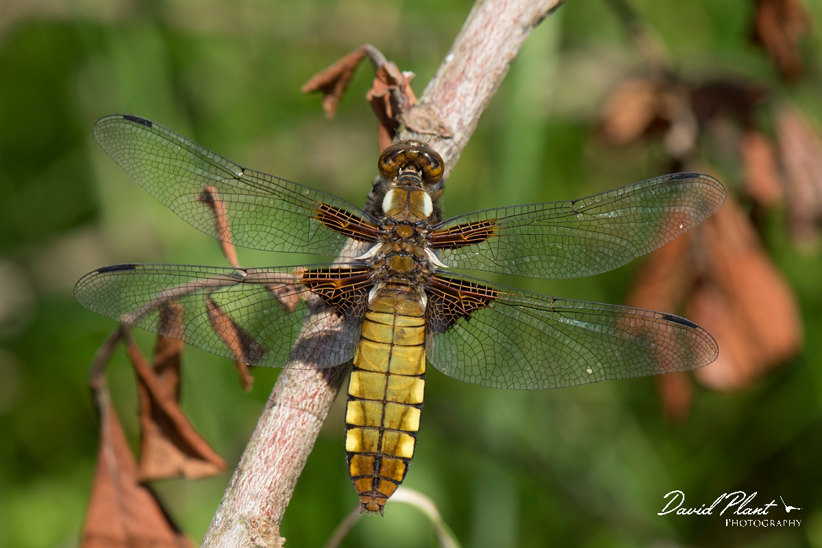 David Plant Photography - Wildlife Photography - Broad-bodied chaser - D.jpg - Broad-bodied chaser - Anglesey