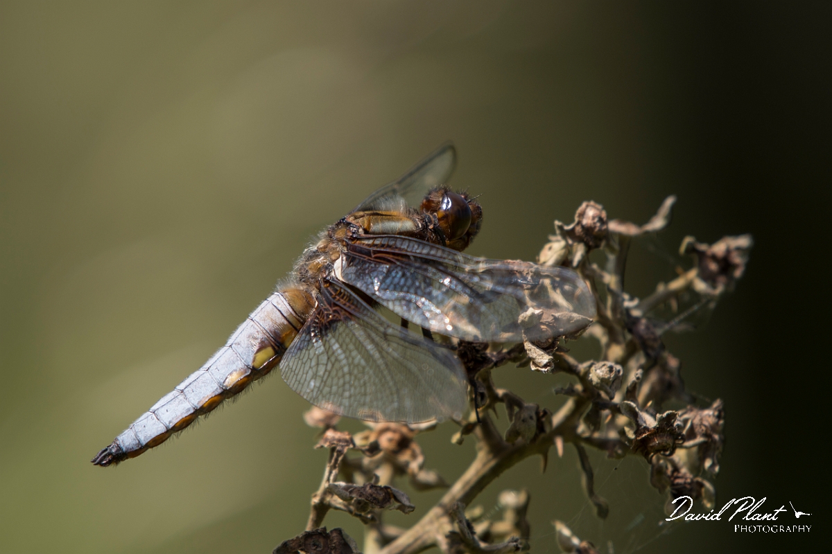 David Plant Photography - Wildlife Photography - Broad-bodied chaser - F.jpg - Broad-bodied chaser - Anglesey