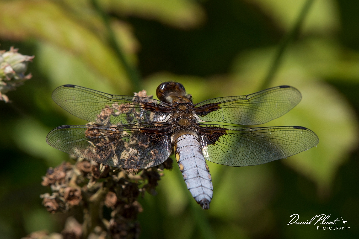David Plant Photography - Wildlife Photography - Broad-bodied chaser - G.jpg - Broad-bodied chaser - Anglesey