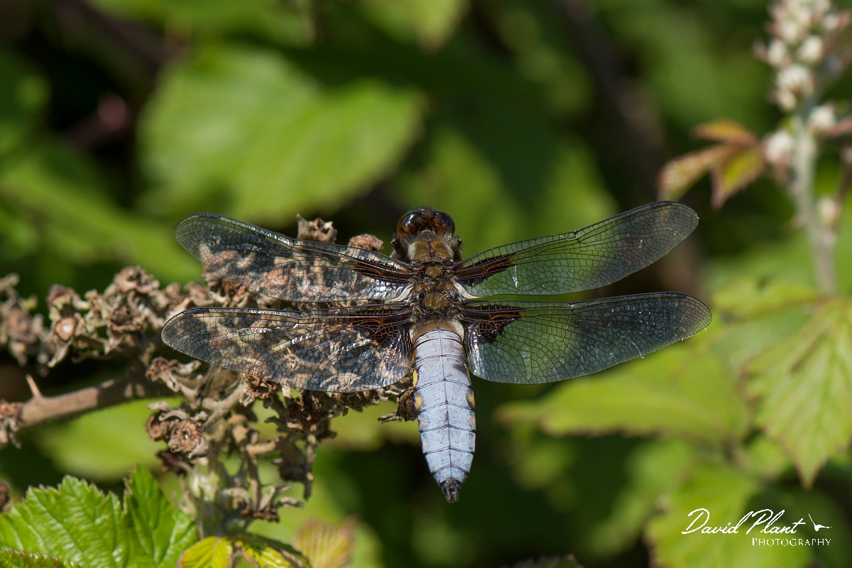David Plant Photography - Wildlife Photography - Broad-bodied chaser - H.jpg - Broad-bodied chaser - Anglesey