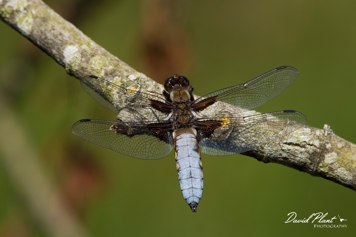 David Plant Photography - Wildlife Photography - Broad-bodied chaser - I.jpg - Broad-bodied chaser - Anglesey