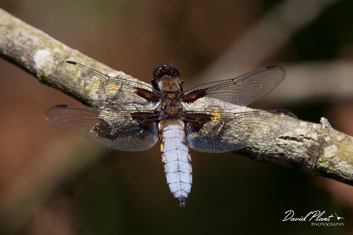David Plant Photography - Wildlife Photography - Broad-bodied chaser - J.jpg - Broad-bodied chaser - Anglesey