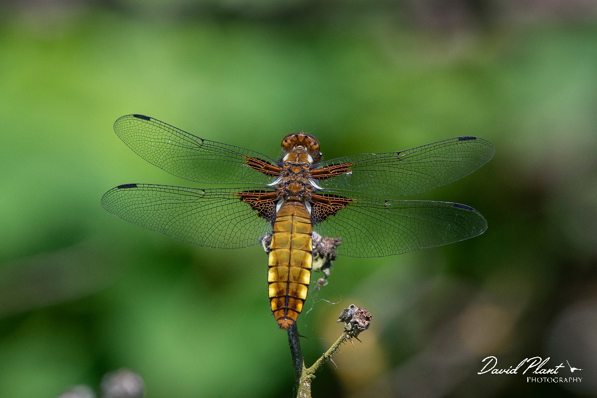 David Plant Photography - Wildlife Photography - Broad-bodied chaser - L.jpg - Broad-bodied chaser, female - Bedfordshire