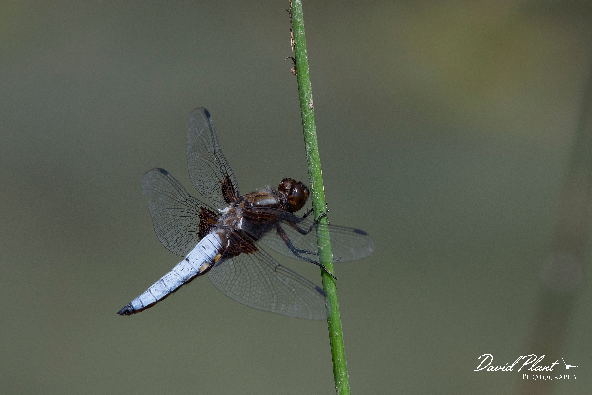 David Plant Photography - Wildlife Photography - Broad-bodied chaser - N.jpg - Broad-bodied chaser, male - Cambridgeshire