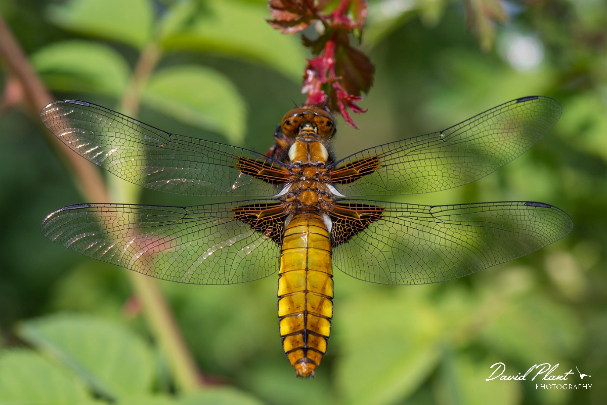 David Plant Photography - Wildlife Photography - Broad-bodied chaser - O.JPG - Broad-bodied chaser, female - Northamptonshire