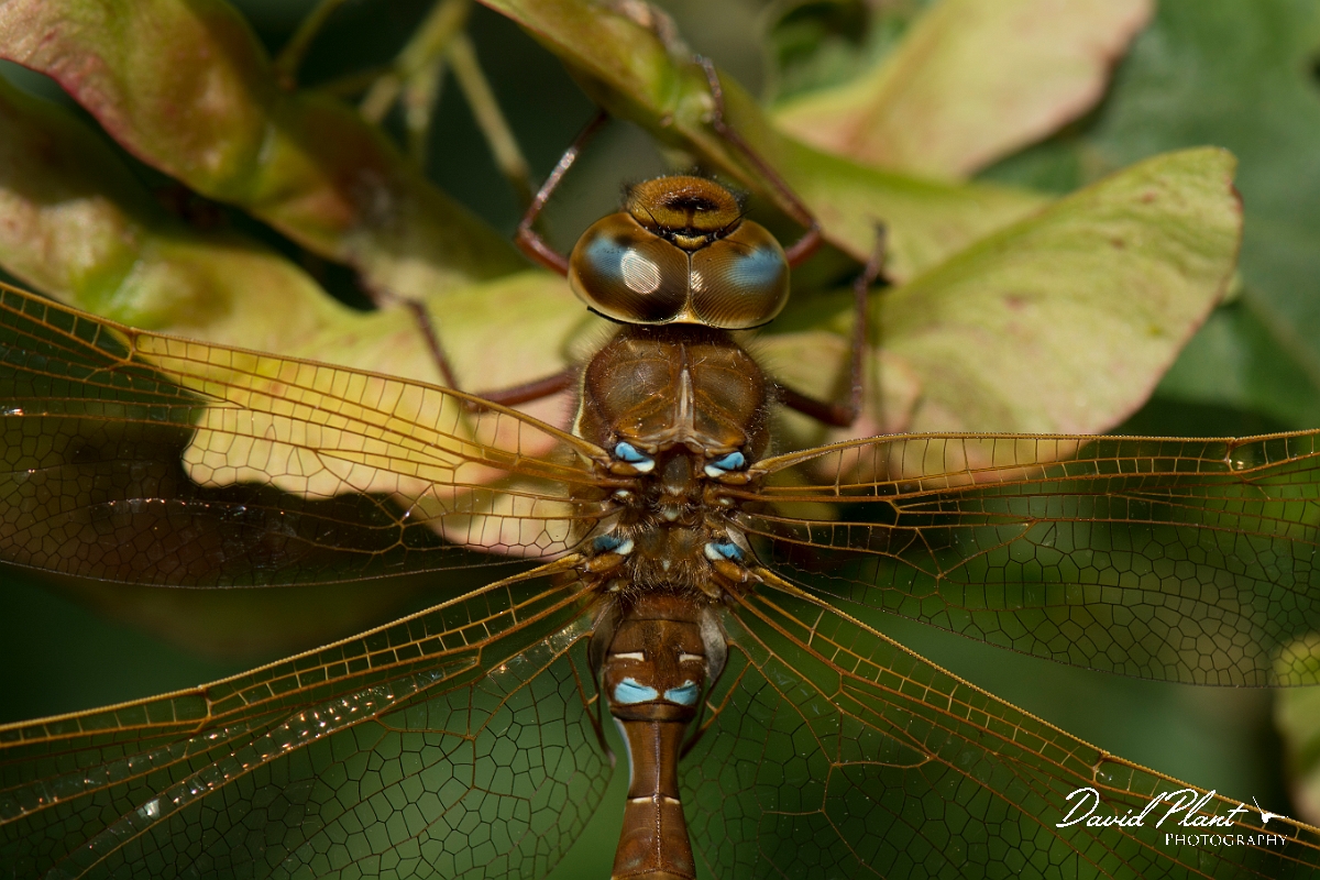 David Plant Photography - Wildlife Photography - Brown hawker - B.jpg - Brown hawker, male - Oxfordshire
