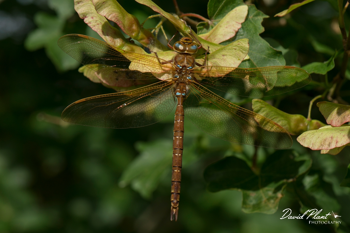 David Plant Photography - Wildlife Photography - Brown hawker - C.jpg - Brown hawker, male - Oxfordshire