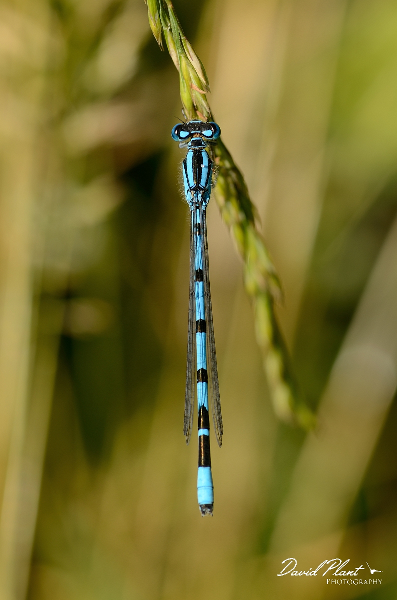 David Plant Photography - Wildlife Photography - Common blue damselfly - C.jpg - Common blue damselfly - Berkshire