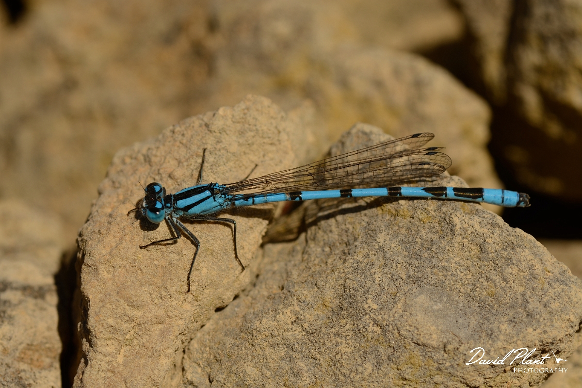 David Plant Photography - Wildlife Photography - Common blue damselfly - E.jpg - Common blue damselfly - Cambridgeshire