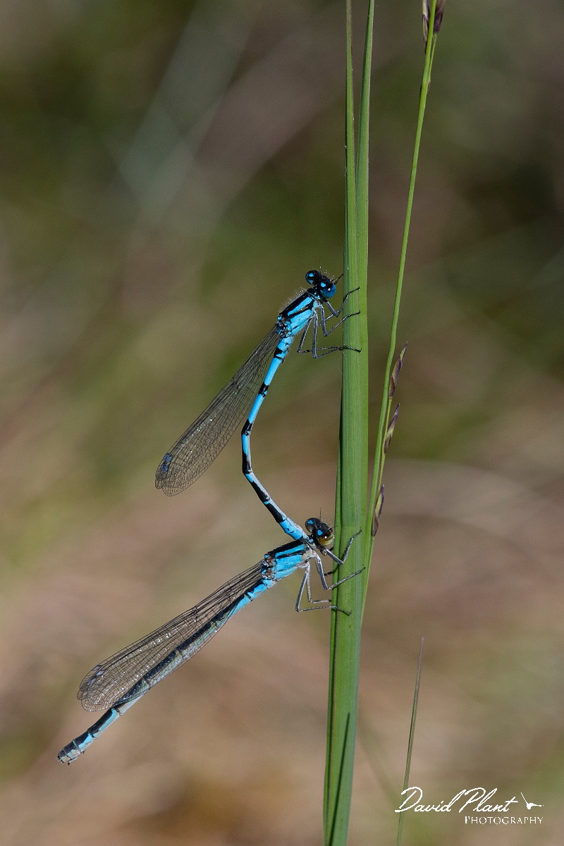 David Plant Photography - Wildlife Photography - Common blue damselfly - F.jpg - Common blue damselfly, mating pair - Highland