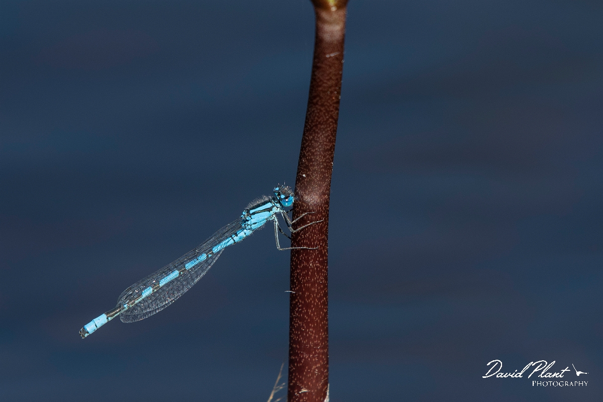 David Plant Photography - Wildlife Photography - Common blue damselfly - G.jpg - Common blue damselfly, male - Highland