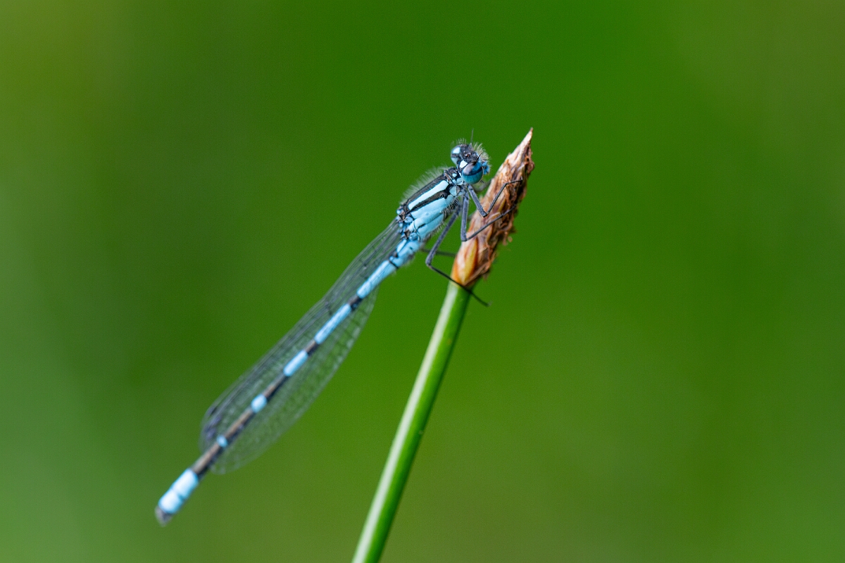 David Plant Photography - Wildlife Photography - Common blue damselfly - I.jpg - Common blue damselfly, male - Highland