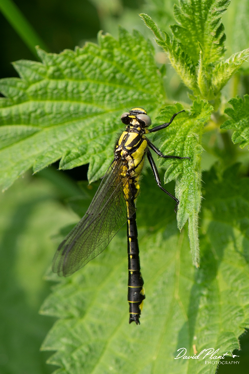 David Plant Photography - Wildlife Photography - Common clubtail - A.jpg - Common clubtail, immature male - Oxfordshire