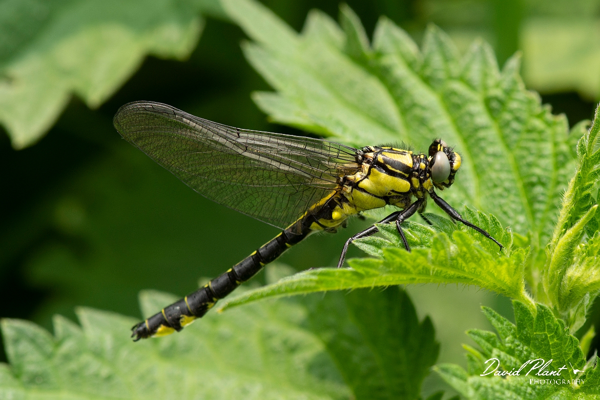 David Plant Photography - Wildlife Photography - Common clubtail - B.jpg - Common clubtail, immature male - Oxfordshire