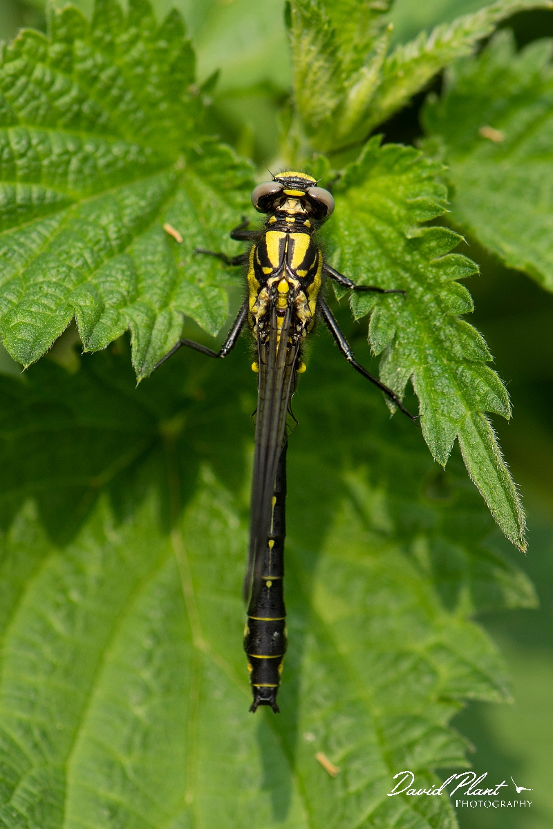 David Plant Photography - Wildlife Photography - Common clubtail - C.jpg - Common clubtail, immature male - Oxfordshire