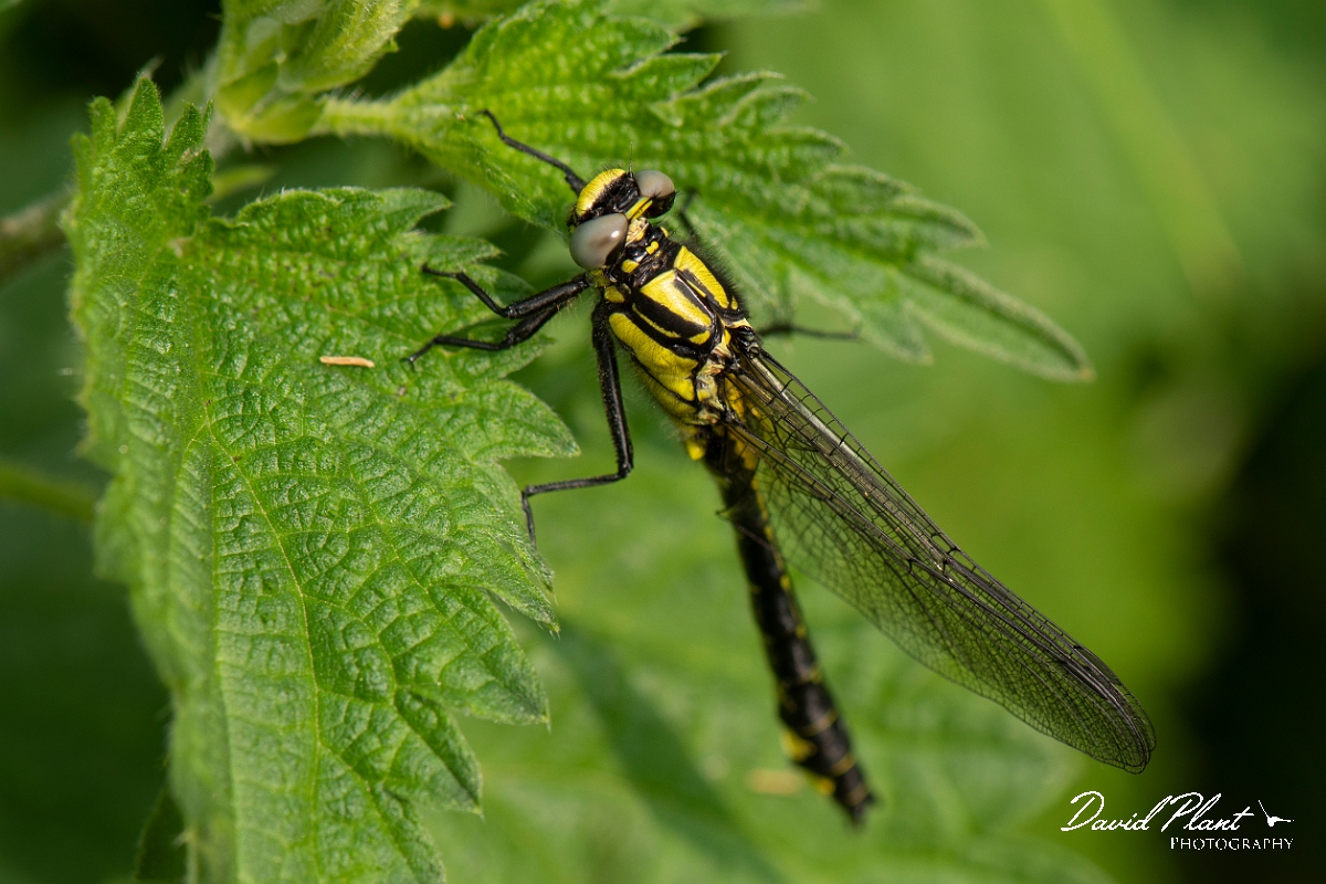 David Plant Photography - Wildlife Photography - Common clubtail - D.jpg - Common clubtail, immature male - Oxfordshire