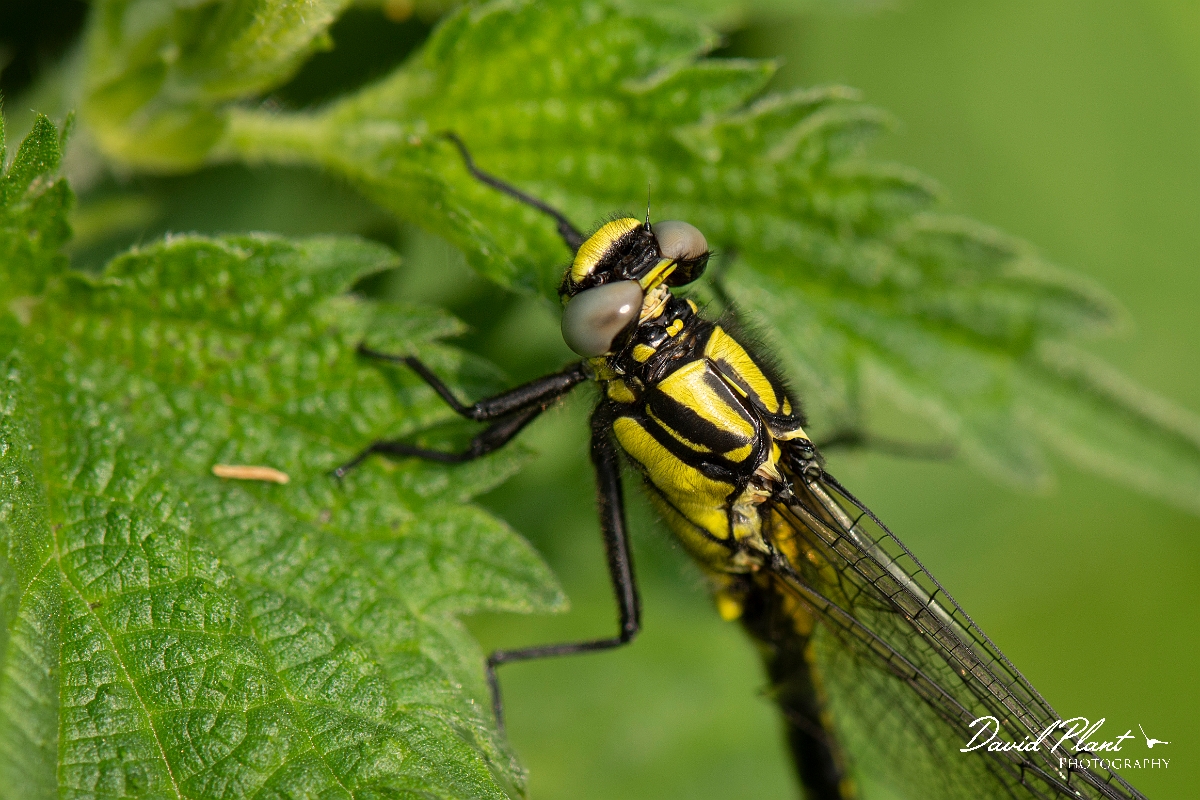 David Plant Photography - Wildlife Photography - Common clubtail - E.jpg - Common clubtail, immature male - Oxfordshire