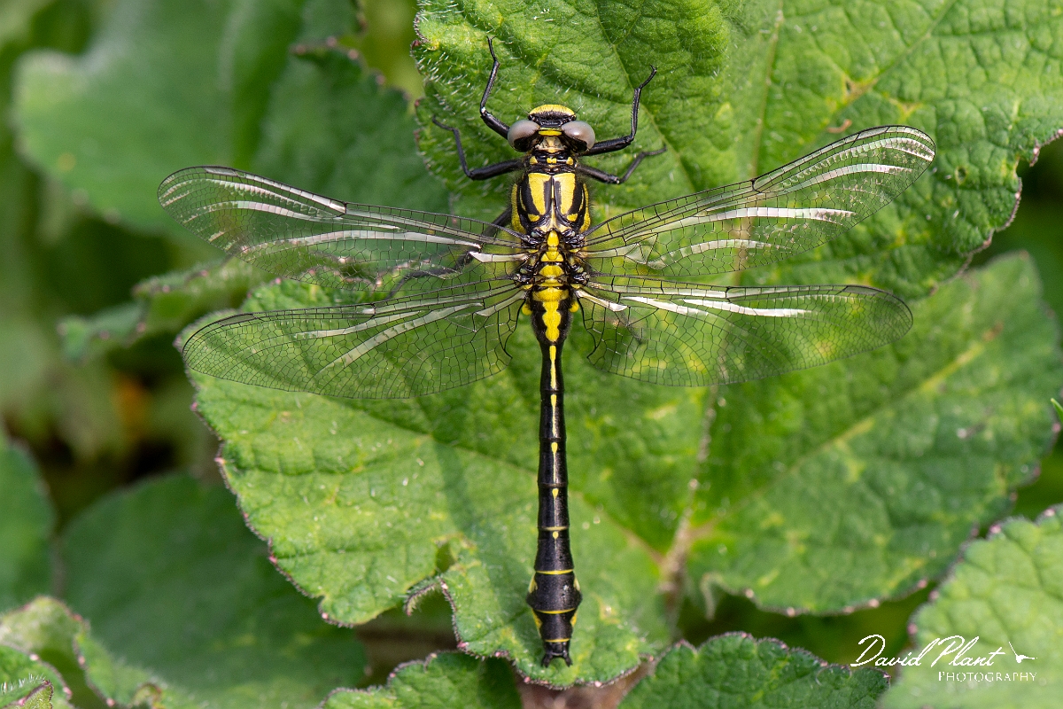 David Plant Photography - Wildlife Photography - Common clubtail - G.jpg - Common clubtail, immature male - Oxfordshire