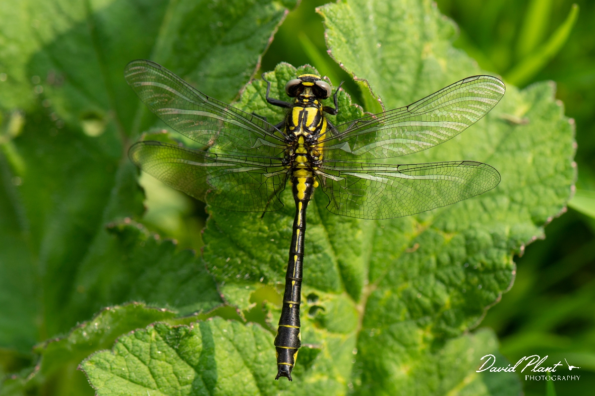 David Plant Photography - Wildlife Photography - Common clubtail - H.jpg - Common clubtail, immature male - Oxfordshire