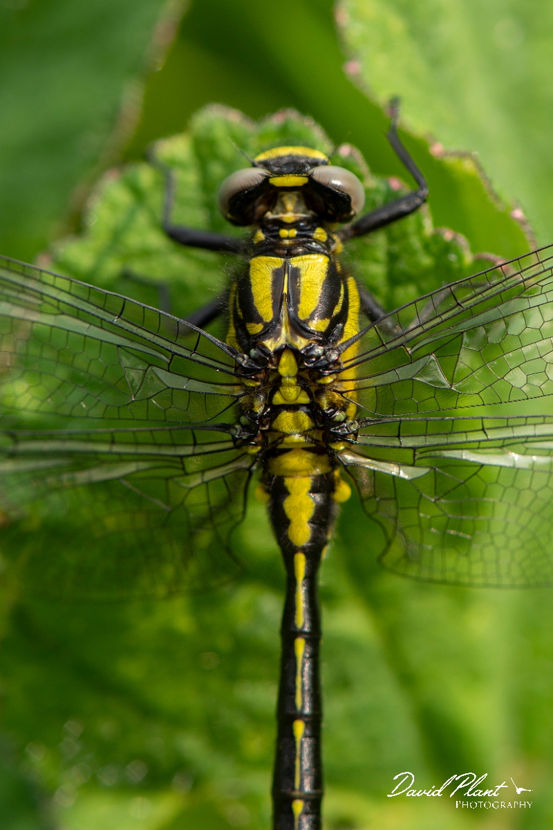 David Plant Photography - Wildlife Photography - Common clubtail - I.jpg - Common clubtail, immature male - Oxfordshire