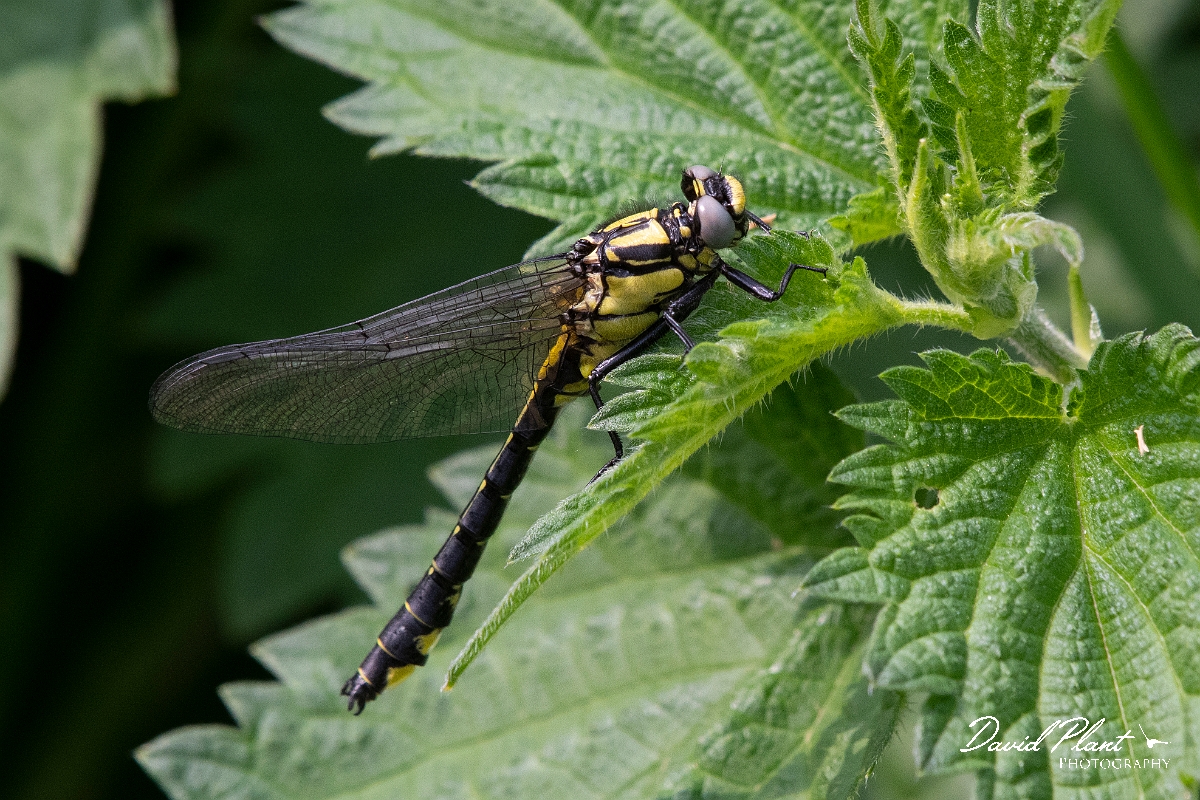 David Plant Photography - Wildlife Photography - Common clubtail - J.jpg - Common clubtail, immature male - Oxfordshire