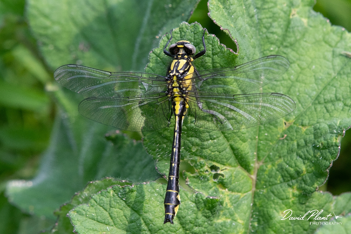 David Plant Photography - Wildlife Photography - Common clubtail - L.jpg - Common clubtail, immature male - Oxfordshire