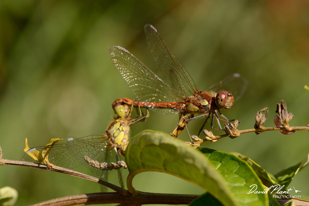 David Plant Photography - Wildlife Photography - Common darter - A.jpg - Common darter pair - Bedfordshire