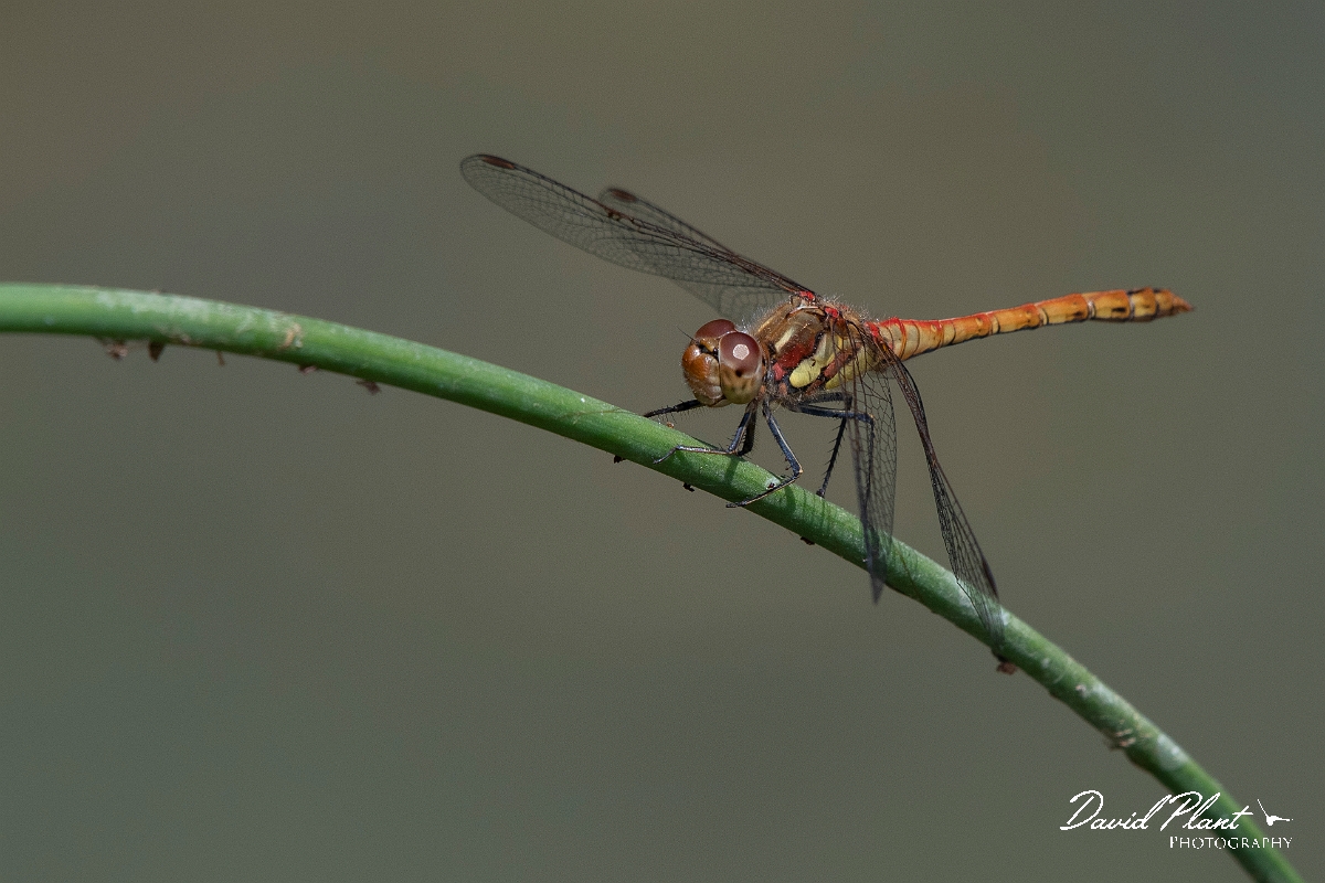 David Plant Photography - Wildlife Photography - Common darter - B.jpg - Common darter - Cambridgeshire