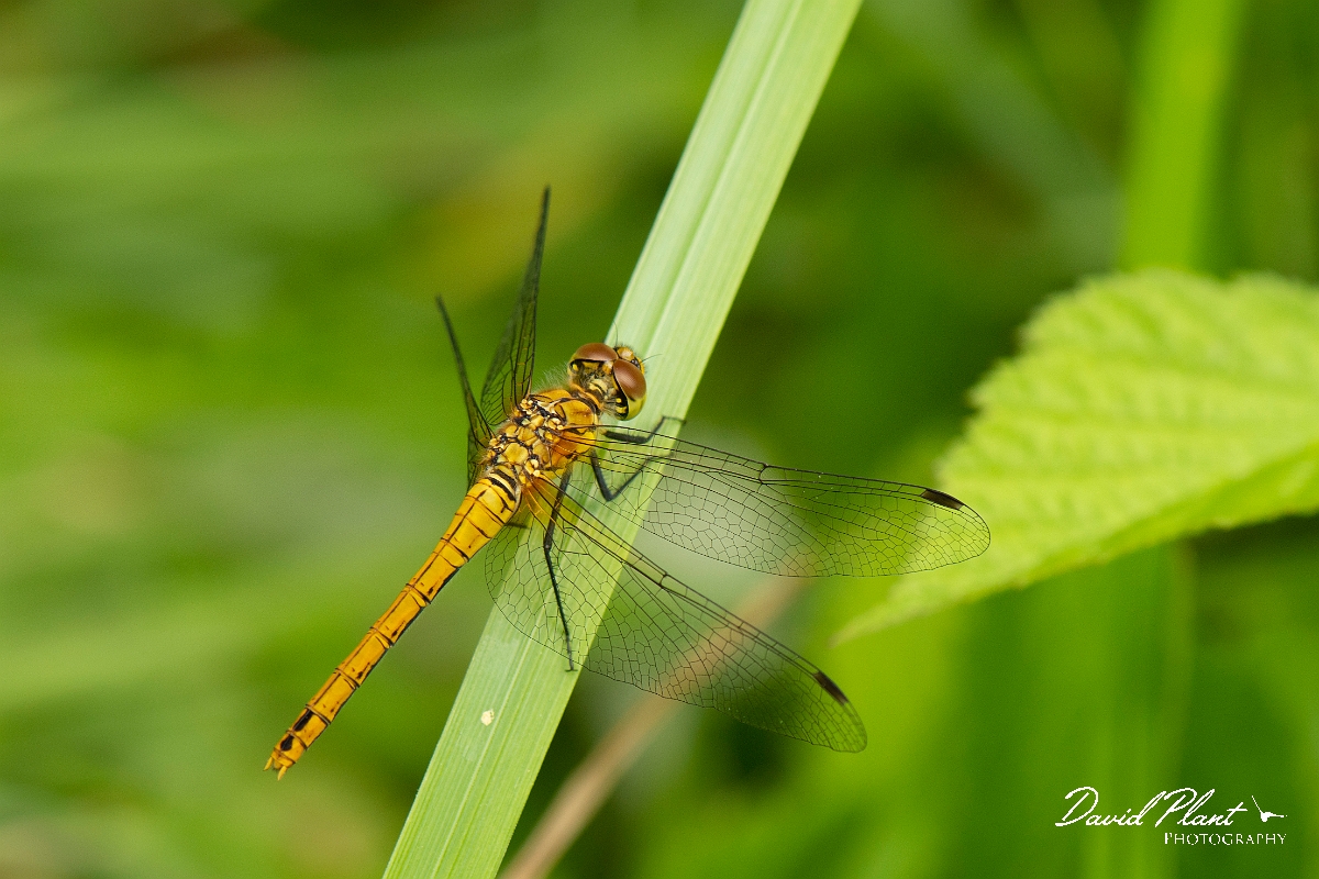 David Plant Photography - Wildlife Photography - Common darter - D.jpg - Common darter - Oxfordshire