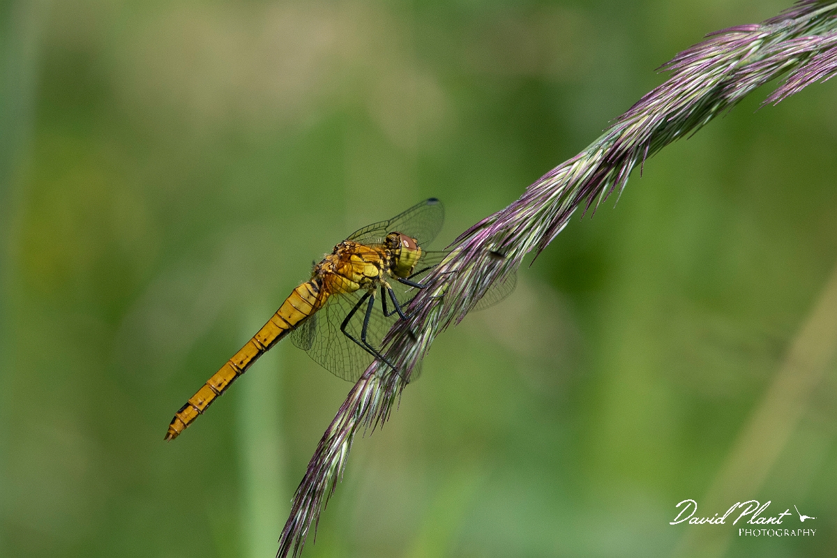 David Plant Photography - Wildlife Photography - Common darter - E.jpg - Common darter - Oxfordshire
