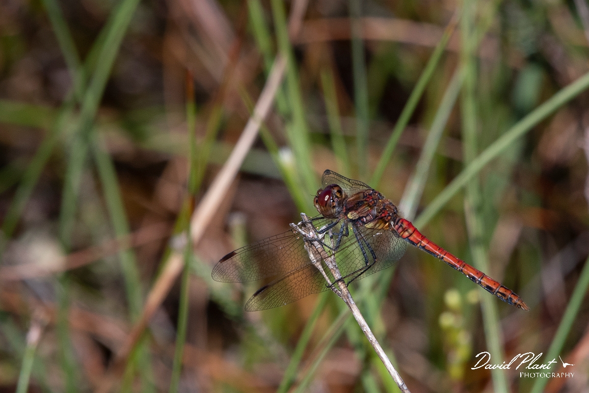 David Plant Photography - Wildlife Photography - Common darter - F.jpg - Common darter - Highlands