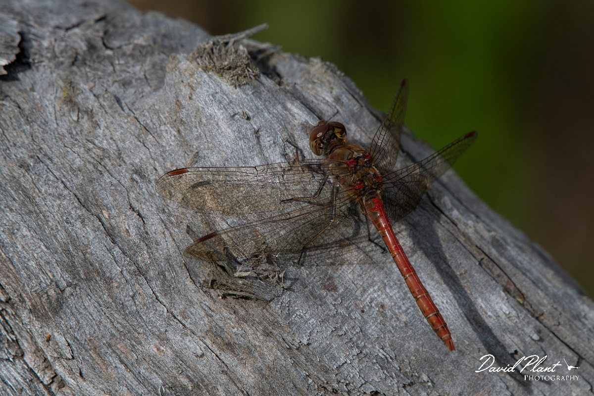 David Plant Photography - Wildlife Photography - Common darter - H.jpg - Common darter - Kent