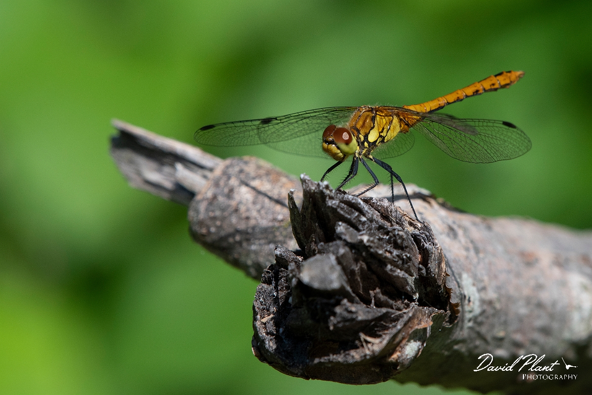 David Plant Photography - Wildlife Photography - Common darter - I.jpg - Common darter - Kent