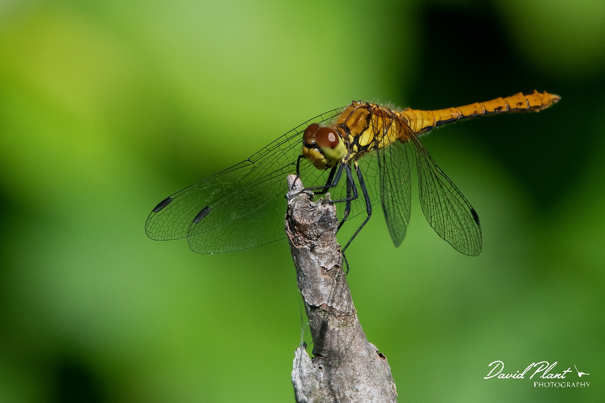 David Plant Photography - Wildlife Photography - Common darter - J.jpg - Common darter - Kent